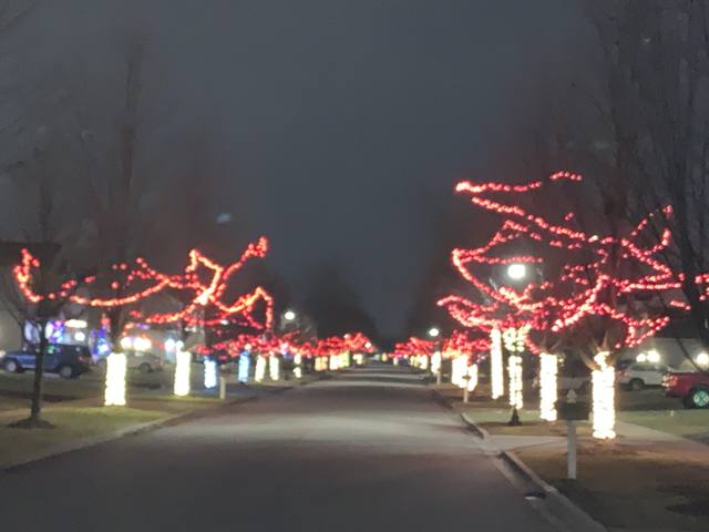 Georgian Place parkway trees lit with red and white Christmas lights in 2023, Huntley, Illinois